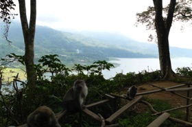 Macaques dans la for&ecirc;t d'Alas Ketadon