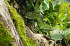 un cam&eacute;l&eacute;on