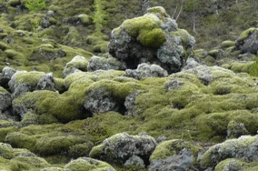 champs de lave recouverts de lichen champs de lave recouverts de lichen