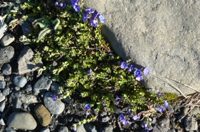 malgré les cailloux de petites fleurs arrivent à percer ! malgré les cailloux de petites fleurs arrivent à percer !
