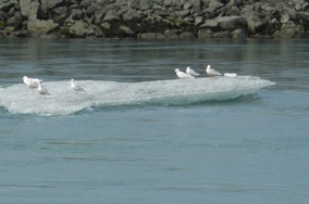 ou comme ces mouettes qui ont pris celui ci pour un bateau !!! ou comme ces mouettes qui ont pris celui ci pour un bateau !!!