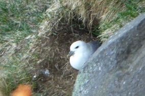 mais nous ne verrons que cette mouette en train de couver !! mais nous ne verrons que cette mouette en train de couver !!