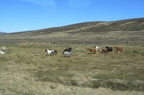 chevaux islandais aux couleurs variées chevaux islandais aux couleurs variées
