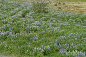lupins lupins