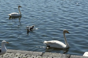 dans lequel se baignent de nombreuses races de canards, mouettes et cygnes dans lequel se baignent de nombreuses races de canards, mouettes et cygnes