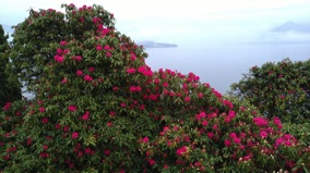 un immense rhododendron