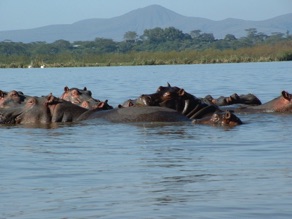 Hippopotames Hippopotames