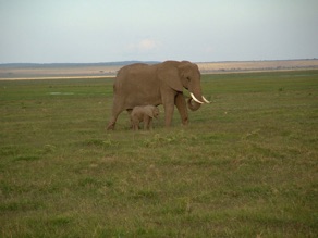 maman éléphant et son petit maman éléphant et son petit