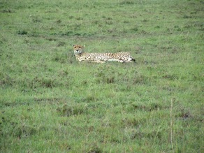 Réserve de MASAI MARA : guépard Réserve de MASAI MARA : guépard