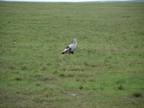 aigle serpentaire aigle serpentaire