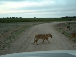 lionne lionne