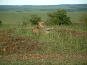 lionne lionne