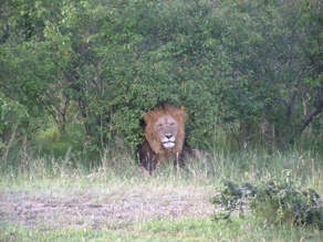 le roi de la jungle le roi de la jungle