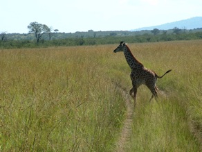 girafon girafon