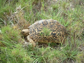 tortue tortue