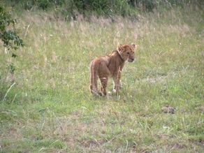 lionceau lionceau