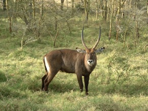 Kob Kob