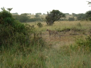 guépard guépard