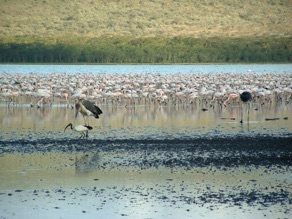 Pélicans et flamants roses Pélicans et flamants roses