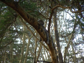 Léopard dans un arbre Léopard dans un arbre
