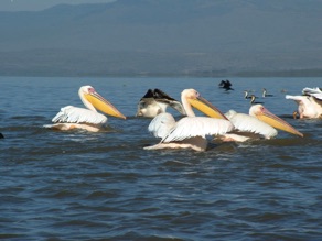 Lac Naivasha pélicans Lac Naivasha pélicans