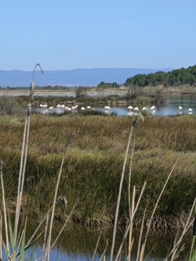 flamants roses