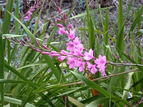 avec des bords fleuris