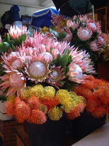 prot&eacute;es, fleursembl&egrave;me de l'&icirc;le
