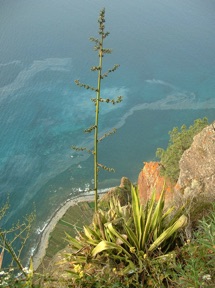 falaises de CABO GIRAO