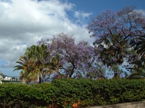 jacarandas