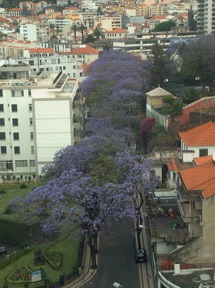 o&ugrave; les jacarandas sont fleuris !