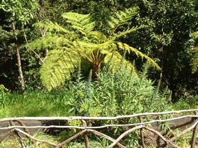 RIBEIRO FRIO : un jardin tr&egrave;s fleuri
