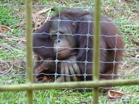 d'orangs outangs d'orangs outangs