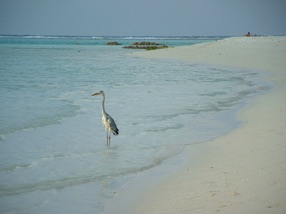 cet oiseau attend &hellip;.