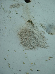 un crabe se prom&egrave;ne sous notre bungalow