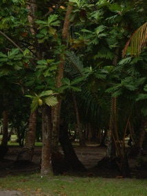 les arbres