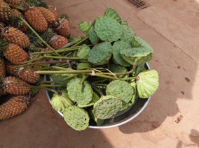 fleurs de lotus