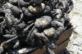 crabes de terre