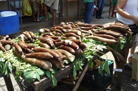 manioc