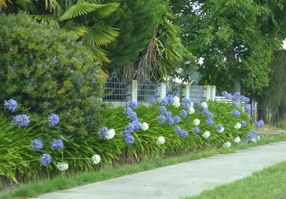 et toujours des routes bord&eacute;es d'agapanthes
