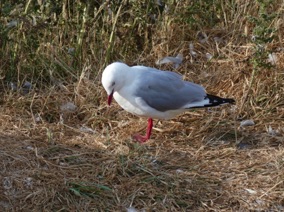mouette adulte