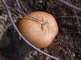 et un champignon !!!