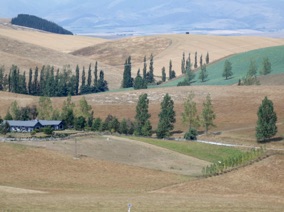 le paysage prend des airs de Toscane !!