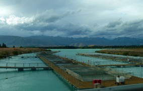&eacute;levage de saumons