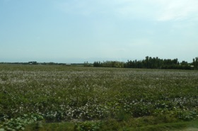 champ de coton