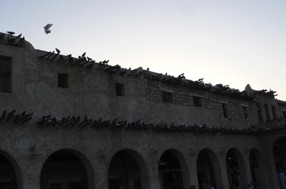 ici c'est le rendez vous des pigeons !!