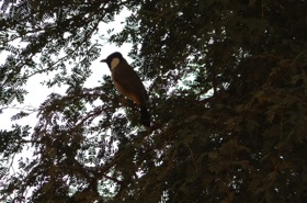 et les oiseaux chantent !!!
