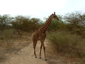 Girafe