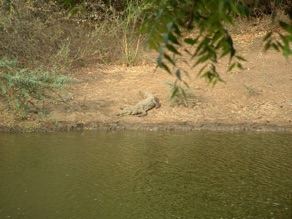 Crocodile