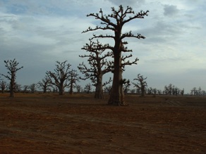 Travers&eacute;e d'une for&ecirc;t de baobabs